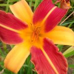 Купить лилейник Франс Хальс