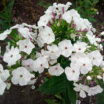 Флокс «Жуковский» купить