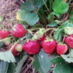 Земляника садовая «Гребешки» купить