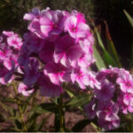 Флокс «Сверли-Берли» купить