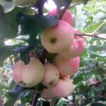 Яблоня "Неженка" купить