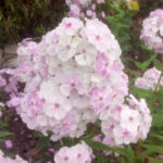 Флокс «Голубой дым» купить