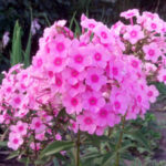 Флокс «Августин» купить