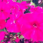 Флокс Алые паруса купить