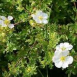 Лапчатка «Абботсвуд» купить