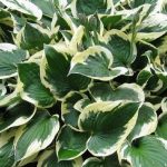 hosta-patriot