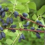 купить саженцы жимолости