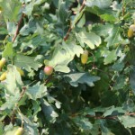 Купить саженцы дуба