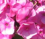 купить флоксы