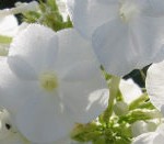 купить флоксы