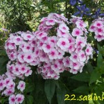 Флоксы купить