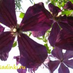 Купить клематис «Джипси Куин»