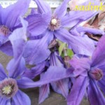 купить клематисы Барнаул