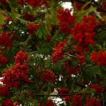 Купить саженцы рябины красной