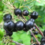 Купить саженцы смородины