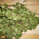 купить веники берёзовые для бани