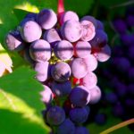 Виноград Башкирский ранний.