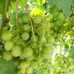 Виноград сорта «Жемчуг Саба»