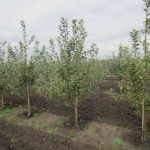 Купить крупномеры питомник Яблоня.