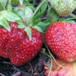 земляника первоклассница купить