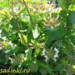 жимолость Каприфоль купить