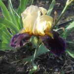 Iris Babie leto 