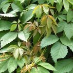 vinograd-devitchiy-kupity