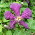 clematis mephistopheles