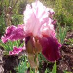 Iris Pink Dame 