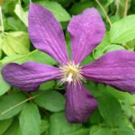 clematis mephistopheles