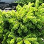 Пихта сибирская купить