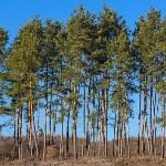 Сосна обыкновенная