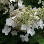 Гортензия метельчатая "Тардива"