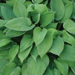 hosta-hikintina